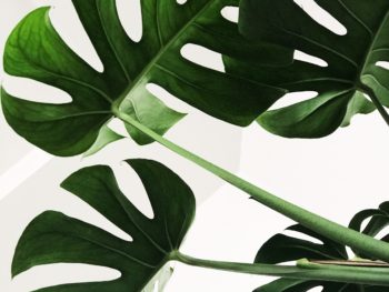 10 Indoor Plants To Improve Health and Wellness